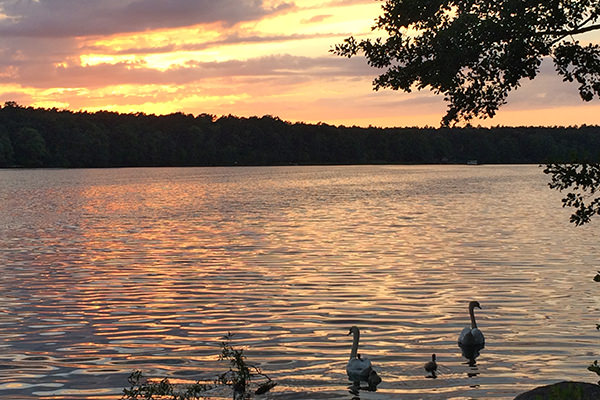 Schwäne auf dem See in Strausberg